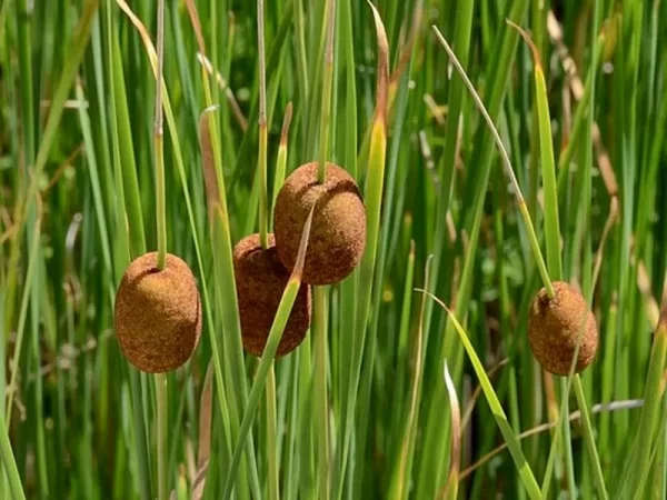 typha minima