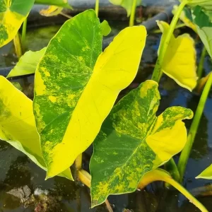 colocasia esculenta Yellow Splash