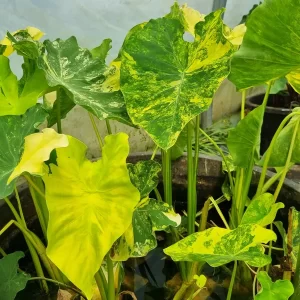 colocasia esculenta Yellow Splash