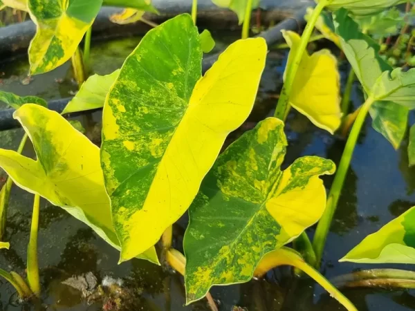 colocasia esculenta Yellow Splash
