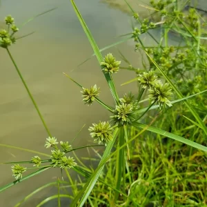 Cyperus eragrostis Souchet robuste