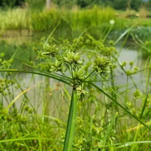 Cyperus eragrostis Souchet robuste