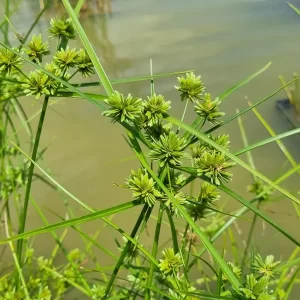 Cyperus eragrostis Souchet robuste