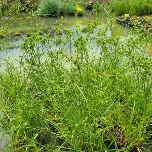 Cyperus eragrostis Souchet robuste