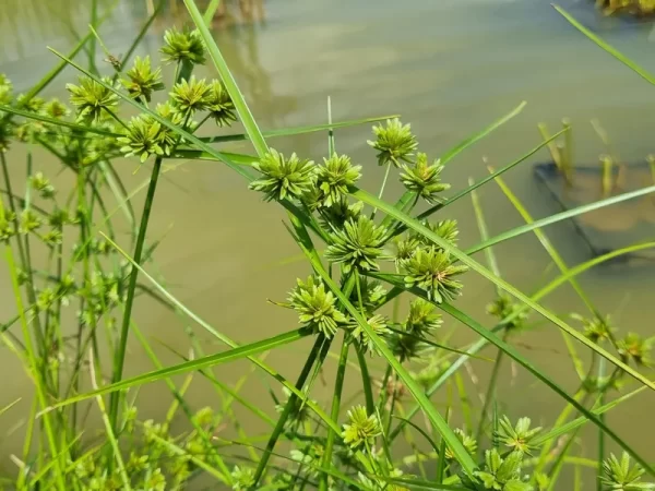 Cyperus eragrostis Souchet robuste