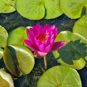 Nénuphar Nymphaea Nareerat