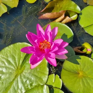 Nénuphar Nymphaea Nareerat