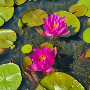 Nénuphar Nymphaea Nareerat
