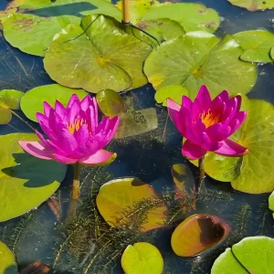 Nénuphar Nymphaea Nareerat