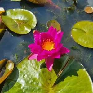Nénuphar Nymphaea Nareerat