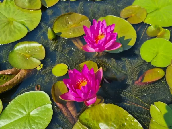 Nénuphar Nymphaea Nareerat