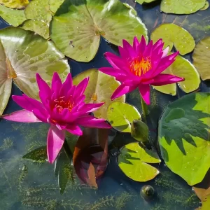 Nénuphar Nymphaea Thailand Purple