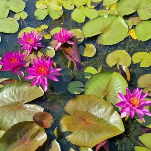 Nénuphar Nymphaea Thailand Purple