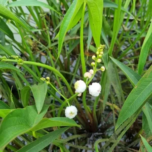 Sagittaria sagittifolia Flore Pleno
