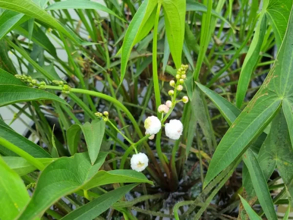 Sagittaria sagittifolia Flore Pleno