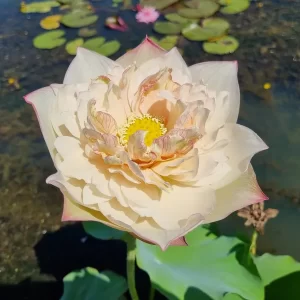nelumbo-blooming-and-wealthy-2