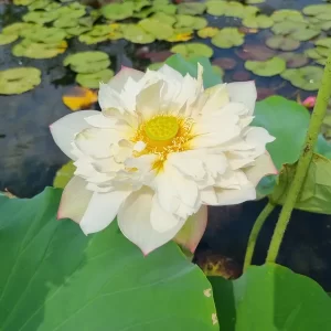 nelumbo-blooming-and-wealthy-3