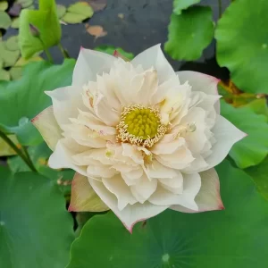 Lotus Nelumbo 'Blooming And Wealthy'