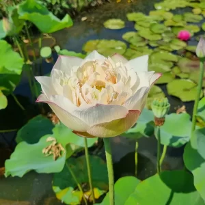 nelumbo-blooming-and-wealthy-4