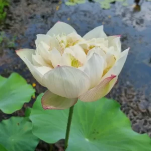 nelumbo-blooming-and-wealthy-6
