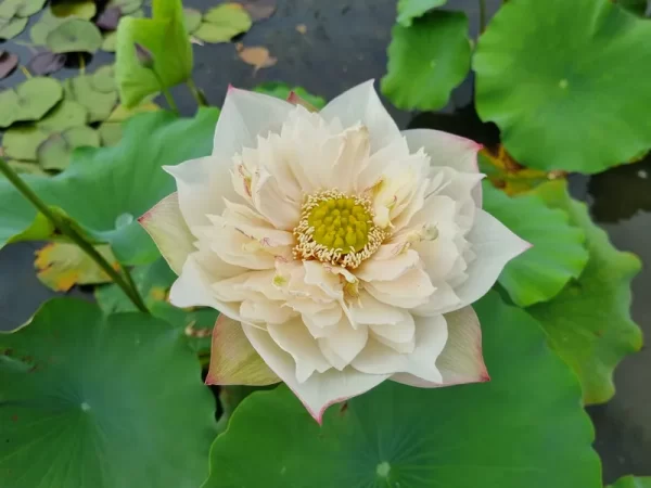 nelumbo-blooming-and-wealthy