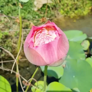 nelumbo-charming-lips-2