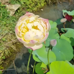 nelumbo-charming-lips-3