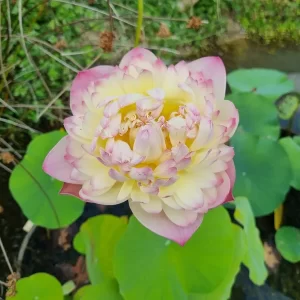 Lotus Nelumbo 'Charming Lips'
