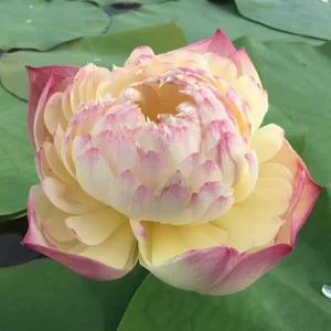 nelumbo-charming-lips-4