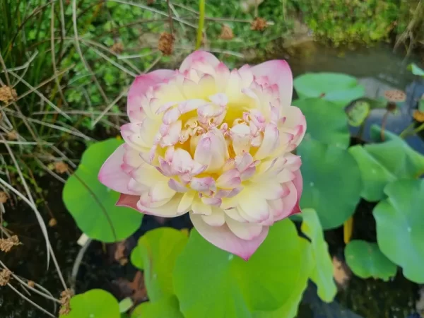 nelumbo-charming-lips