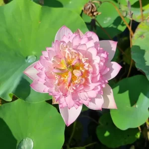 nelumbo-child-hood-2
