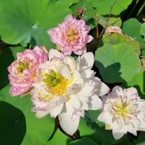 nelumbo-child-hood-3