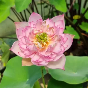 Lotus Nelumbo 'Child Hood'