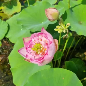 nelumbo-child-hood-4