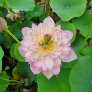 nelumbo-child-hood-5