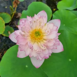 nelumbo-child-hood-6