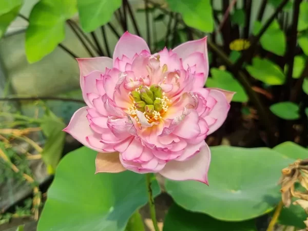 nelumbo-child-hood