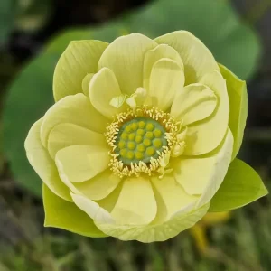 nelumbo-jade-in-jinling-2