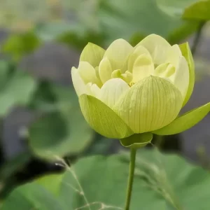 nelumbo-jade-in-jinling-3