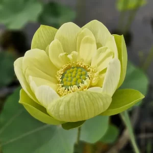 Lotus Nelumbo 'Jade In Jinling'
