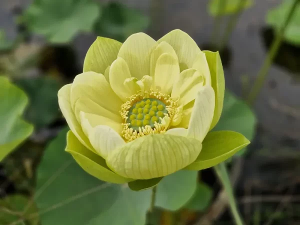 nelumbo-jade-in-jinling