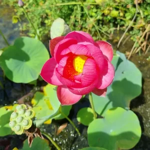 nelumbo-longevity-2