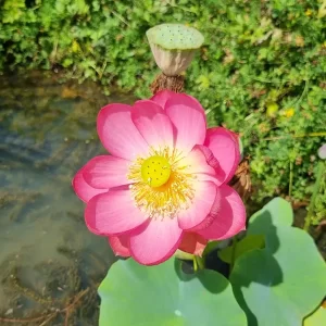 nelumbo-longevity-3