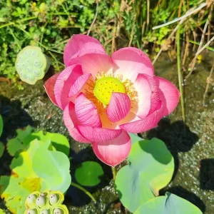 nelumbo-longevity-4