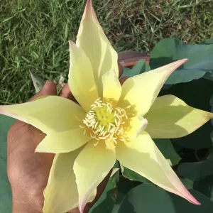 nelumbo-lovebird-2