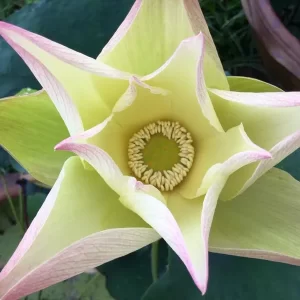 nelumbo-lovebird-3