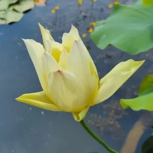 Lotus Nelumbo 'Lovebird'