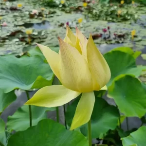 nelumbo-lovebird-4