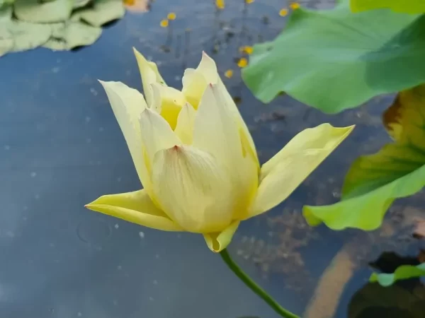 nelumbo-lovebird
