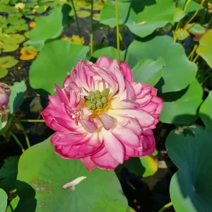 Lotus Nelumbo 'Master Piece'